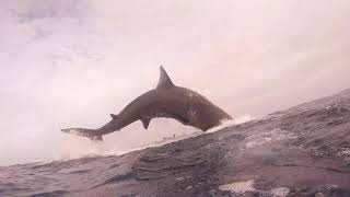 Diver Gets UpClose View of Basking Shark Breach Off Irish Coast [upl. by Elicec]