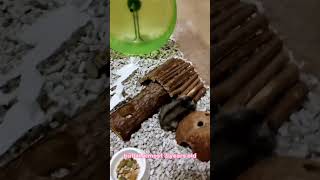 Mays Hamster Setup Crafting and Exploring pets hamsters [upl. by Strickman]