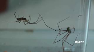 Daddy Longlegs Spiders cellar spiders Will They Remove Bad Spiders from Your House [upl. by Mauer]