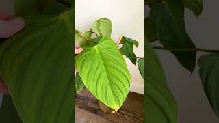 Want a Philodendron With Big Leaves Buy These Varieties [upl. by Vi38]