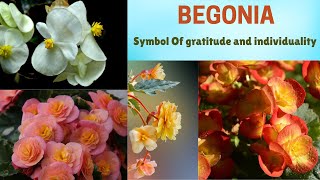 BEGONIA  Symbol of gratitude and individuality  Begonia flower Info  Natures Beauty [upl. by Adlesirk999]