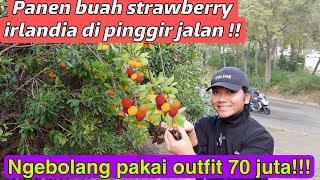 PANEN BUAH STRAWBERRY IRLANDIA GRATIS DI PINGGIR JALAN  MANIS BANGET ENAK [upl. by Arbma165]