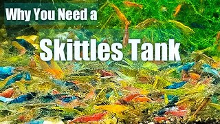 Breeding Shrimp For Profit  Skittles aka Cull Shrimp Tank [upl. by Genny]