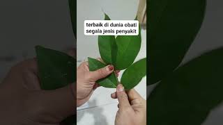 DAUN SALAM SEGAR ALAMI DAUNSALAM HERBALGINJAL [upl. by Tedmann]