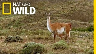 Frolicking Baby Guanacos  Extreme Survivors [upl. by Malinowski]