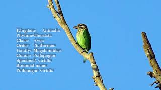 Whitecheeked barbet Call Chinnakutturuvan [upl. by Plerre]