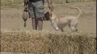 Yellow Labrador Hunting Dog [upl. by Alomeda]