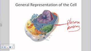 Cell Membrane Structure amp Functions  Membrane Lipids Membrane Proteins and Carbohydrates [upl. by Ahsakal]