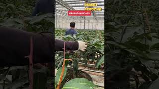 Teknologi Prunning Pada Mangga di Thailand [upl. by Valente746]