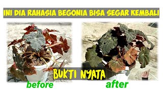 INI RAHASIANYA BEGONIA BISA SEGAR KEMBALI 47 [upl. by Leal199]