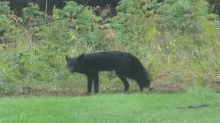 Extremely rare pitch black melanistic red fox often called silver fox [upl. by Bartholomeus]