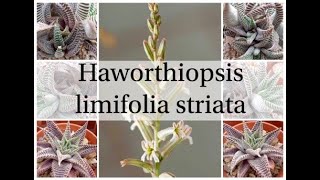 Haworthiopsis limifolia striata [upl. by Menis]