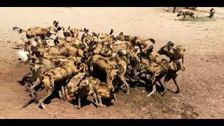 Feeding African Wild Dogs [upl. by Schreiber]