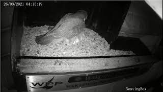 Wakefield peregrines third egg 26032021 [upl. by Ushijima869]