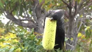 Carnabys blackcockatoo feeding on Banksia grandis flower [upl. by Enaj954]