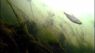 River Lea Dobbs Weir Underwater Big Snag Roach Perch [upl. by Brana]