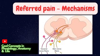 12 c Mechanism of Referred Pain  Sensory CNS Physiology  2nd YR MBBS [upl. by Irodim]