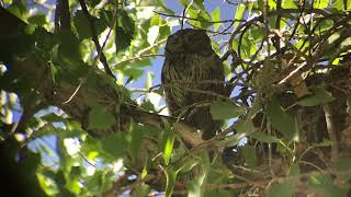 Screech Owl SOUND Adult  Fledglings [upl. by Darrow769]