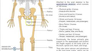 Axial and Appendicular Skeleton [upl. by Hanas799]