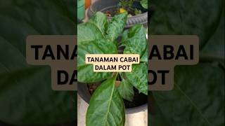 TANAMAN CABAI DALAM POT [upl. by Joyan]