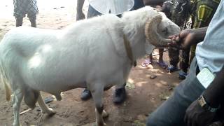 Combat de mouton au bénin [upl. by Daniell]