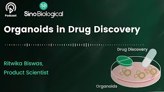 Organoids in Drug Discovery [upl. by Ocirnor]