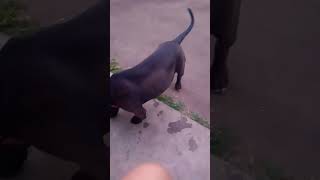 Bluenose Pitbull puppy TJ Plays with an ice cube puppy bluenosepitbull bluenose doglover [upl. by Liddy]