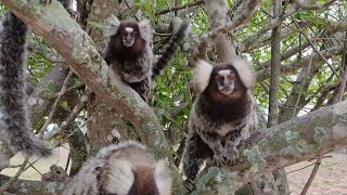 Macacos sagui brigando na beira do poço se ele cai na água pode morrer afogado sagui filhotes [upl. by Tiraj342]