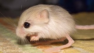 World Smallest Mouse Discovered In China [upl. by Berry]