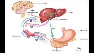 GİS Hormonları ve Fonksiyon Bozuklukları [upl. by Nirred]