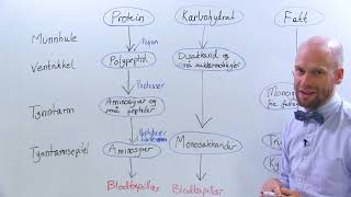 Nedbrytning av energigivende næringsstoffer  en oversikt [upl. by Finn102]