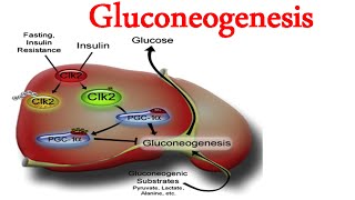 Gluconeogenesis [upl. by Michele]