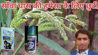 साँवा घास  Echinochloa crusgalli  का नियत्रण ।motivation gardenvegetable farming [upl. by Blake498]