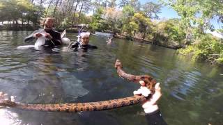 Catch and release of a Brown Water Snake [upl. by Onej]