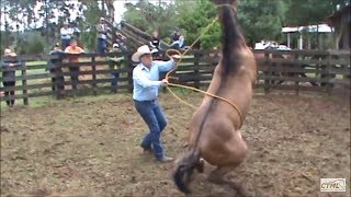 Doma Racional Cavalo Xucro no Paraná [upl. by Ydnab525]