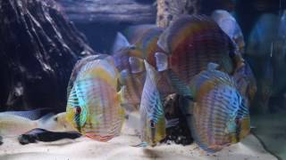 Heckel Blue from Santarem Discus Ltda [upl. by Gladwin]