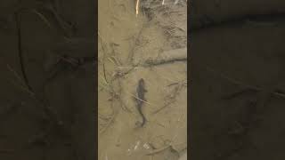 roughskinned newt swimming in McLane Creek Washington newt washington creek olympia nature [upl. by Ivo]