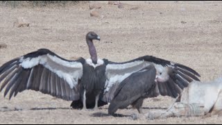 BIRDS OF THE INDIAN THAR DESERT [upl. by Nnayelsel]