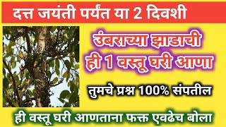 दत्त जयंती पर्यंत औदुंबर वृक्षाची ही वस्तू घरी आणातुमचे प्रश्न 100 ℅ संपणारचफक्त एवढेच बोला [upl. by Viscardi401]