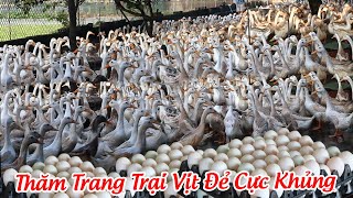 Thăm Trang Trại Vịt Đẻ Lớn Nhất Của Bác Mùi Ở Yên Dũng Bắc Giang [upl. by Orin]