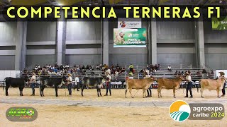 CONCURSO TERNERAS F1 Jersey X Brahman  Holstein X Gyr [upl. by Richmound]