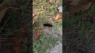 Woolly Bear Caterpillar Winter weather prediction 2023 [upl. by Grati]