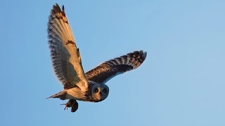 Short eared Owls in flight with Voles [upl. by Ecinert]