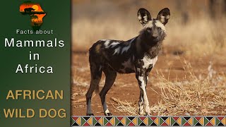 Mammals in Africa African Wild dog Lycaon pictus [upl. by Pillow]