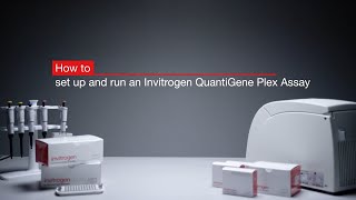 How to set up and run an Invitrogen™ QuantiGene™ Plex Assay [upl. by Enayr]