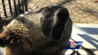 Groundhog attacks man animal control officer [upl. by Ariahaj]