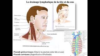 Anatomie du Cou et du médiastin [upl. by Gnauq]