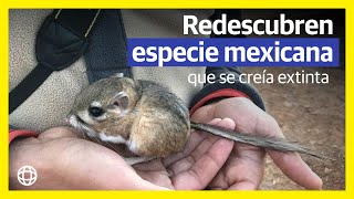 Redescubren rata canguro especie mexicana que se creía extinta [upl. by Osnohpla637]