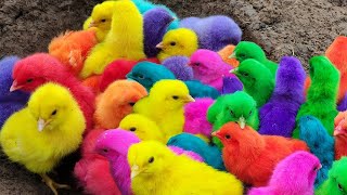 Menangkap ayam lucu ayam warna warni ayam rainbow bebek angsa ikan hias ikan cupang Kelinci [upl. by Ydnor]