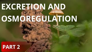 part 2Excretion and osmoregulation human excretory system structure of kidneyneet [upl. by Parthen727]